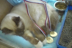 Our Inter Champion is sleeping