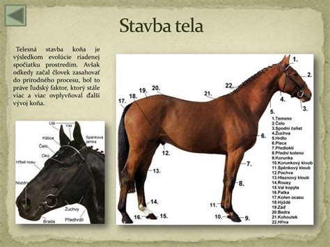 Stavba tela a sfarbenie slovenského kopova