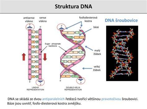 Porovnanie DNA človeka a zvierat