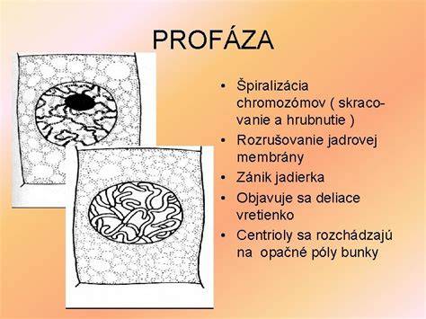 Drozofila a štruktúra chromozómov