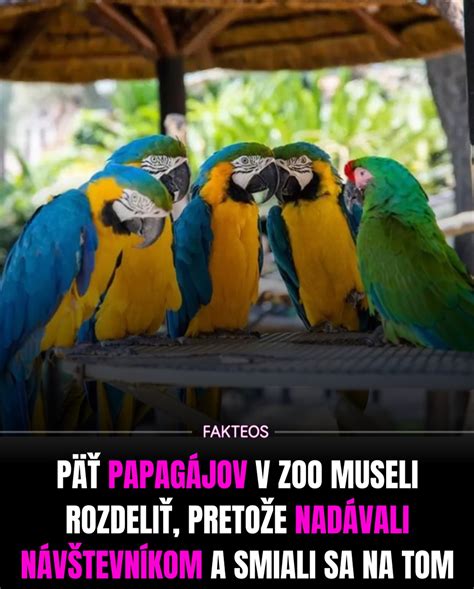 papagáje počas ranného pobytu vonku