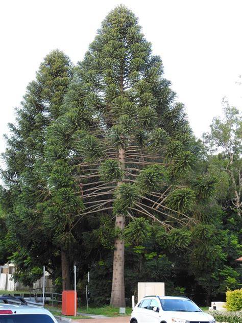 šiška Araucaria bidwillii pri človeku