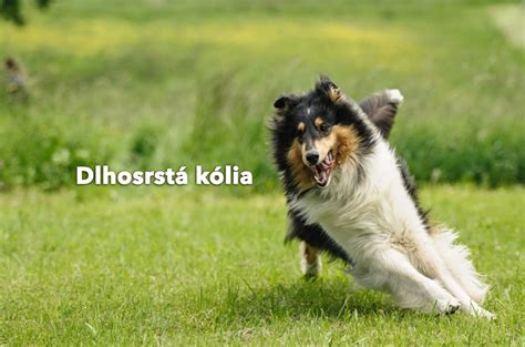 dlhosrstá kólia v daždi