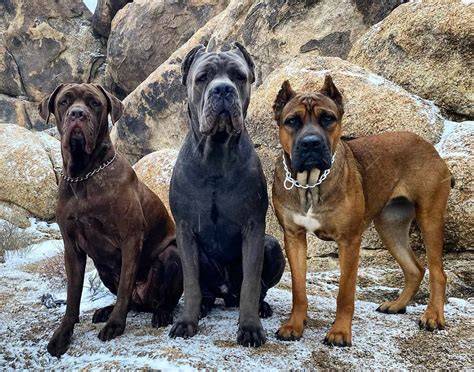 Cane Corso v postoji na výstave