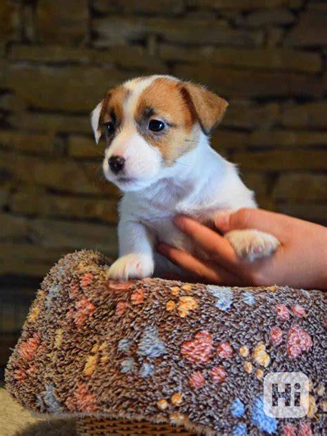 Jack Russell teriér šteniatko v rodine