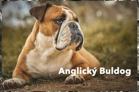Anglický buldog v bezpečnej klietke