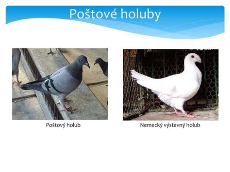 nemecký výstavný holub profil