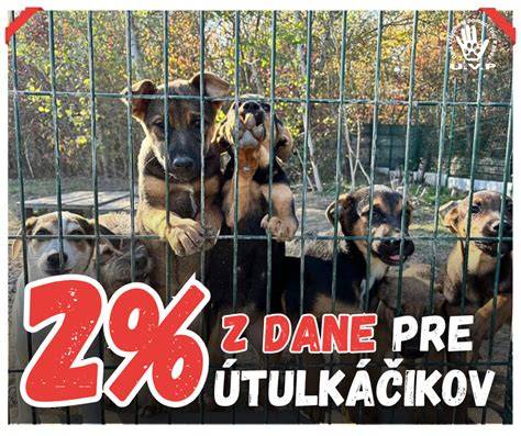 dobrovoľníci pomáhajúci zvieratám v útulku