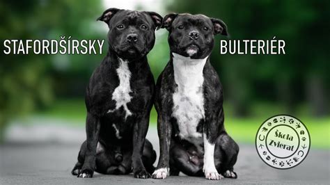 Čierny stafordšírsky bulteriér s rodinou