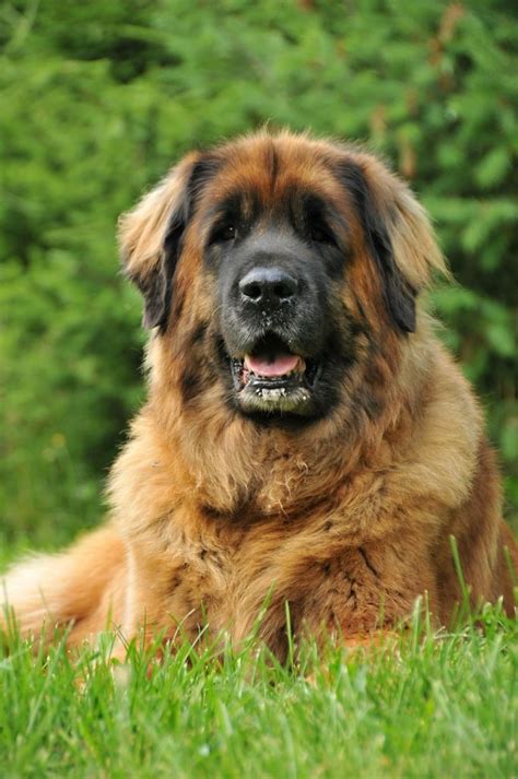 Leonberger na lúke s hustou hrivou