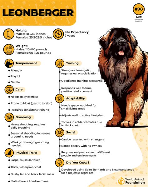 Leonberger vedľa človeka porovnanie veľkosti