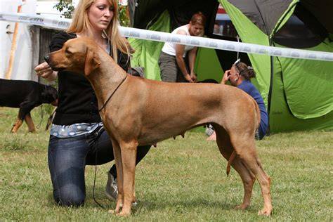 Rodézsky ridgeback podľa plemenného štandardu
