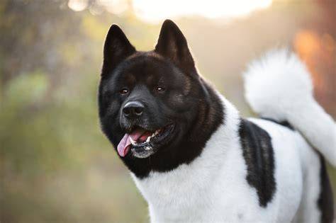 Čierna akita inu v prírode