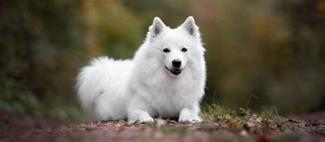 Samojed a nemecký špic porovnanie veľkosti