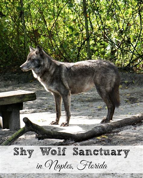 Vlčiak v záchrannom centre Shy Wolf Sanctuary