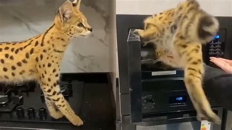 Serval a savanová mačka porovnanie