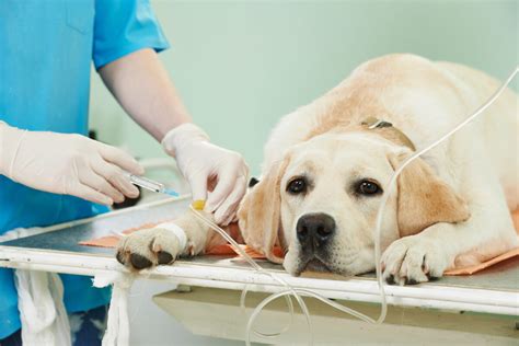 pes u veterinára pri zdravotnej prehliadke