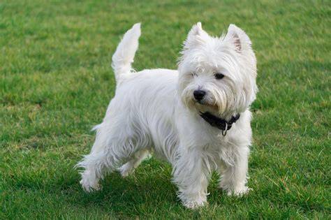 West Highland White Terrier matka so šteniatkami