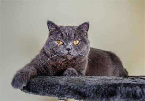 Britská krátkosrstá mačka strieborný tabby