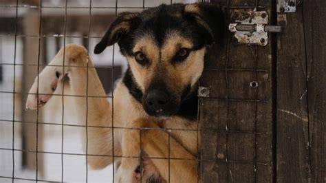 pes v útulku počas veterinárnej starostlivosti