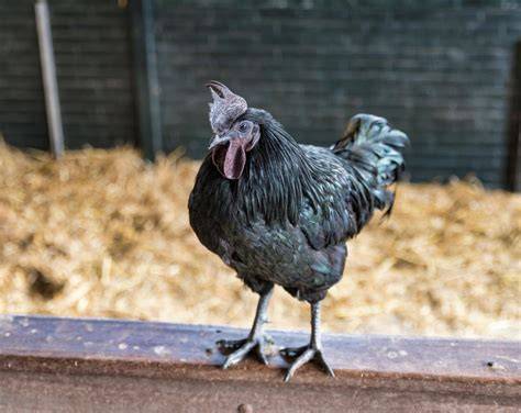 Čierna sliepka Ayam Cemani