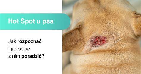 hot spot na koži psa pod srsťou