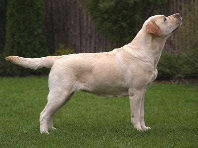 Labradorský retriever telesná stavba