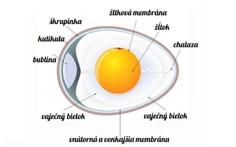 Vápnik a pevná škrupina vajec