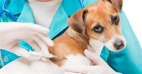 Veterinár aplikuje mikročip psovi