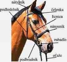 Stavba chrupu koňa a zubné arkády