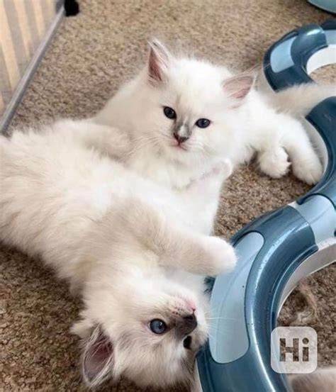 Ragdoll mačiatka po rodičoch