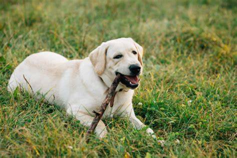 nájdený biely labrador pri ceste