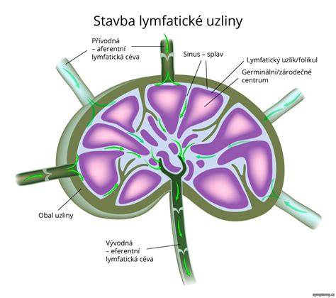 lymfatické uzliny psa anatomická schéma