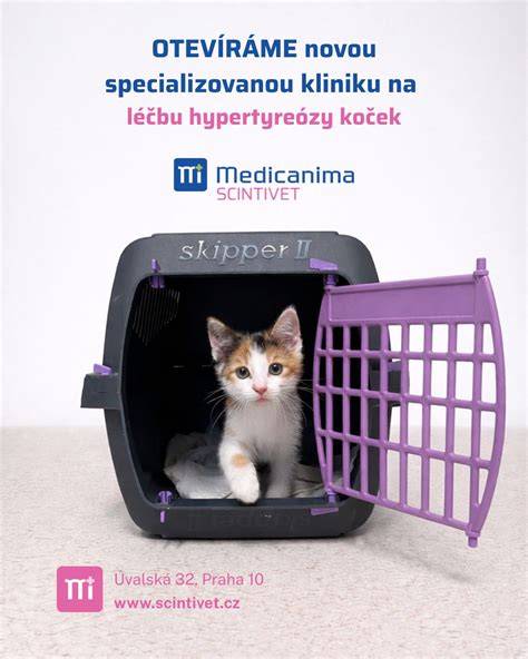 mačiatko ochutnáva potravu z misky