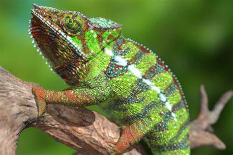 Chameleón lalokovitý na konári