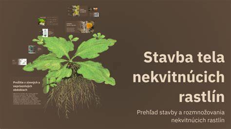 stavba tela nemeckej dogy hlboký hrudník