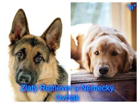 zlatý retriever a nemecký ovčiak porovnanie