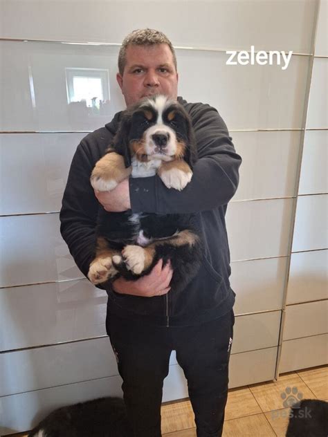 Bernský salašnícky pes na krytie