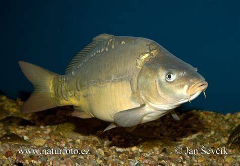 Kapor rybničný Cyprinus carpio