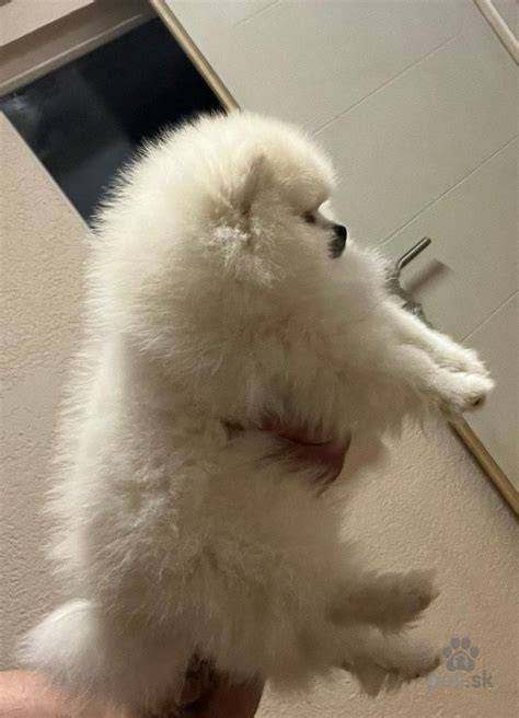 Šteniatko pomeranian v domácom prostredí