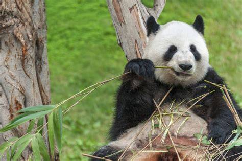 panda veľká v bambusovom lese