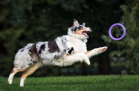 Austrálsky ovčiak pri agility tréningu
