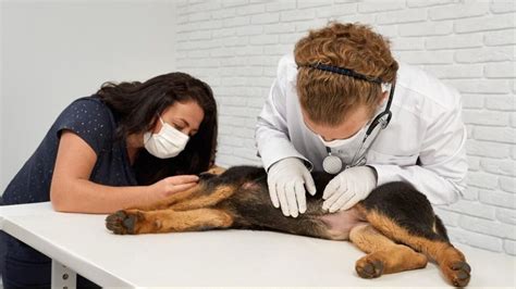 Kontrola mikročipu psa u veterinára