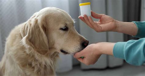 Veterinár podáva psovi injekciu proti bolesti