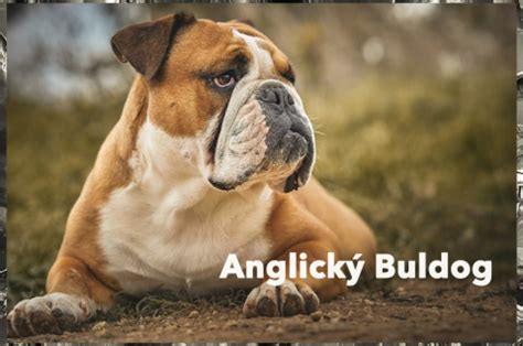 historický anglický buldog pri bull-baitingu