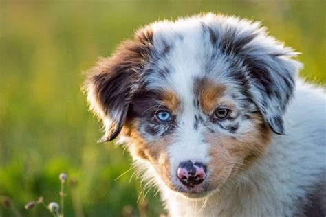 Austrálsky ovčiak blue merle v prírode