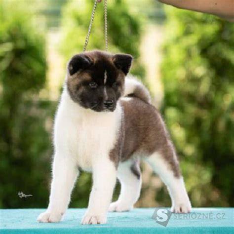 Americká akita so šteniatkami