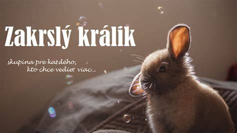 Králik odpočívajúci v mäkkom pelechu