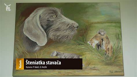 kresba slovenského hrubosrstého stavača