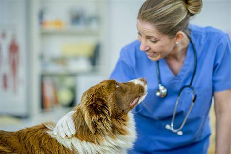 konský veterinár pri vyšetrení koňa
